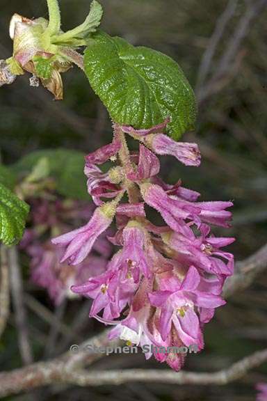 ribes sanguineum var glutinosum 2 graphic